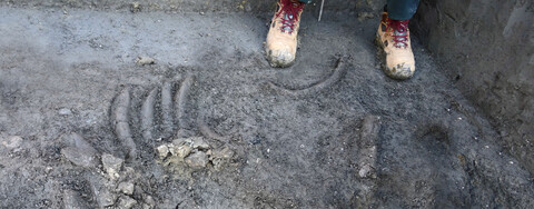 Auf dem fertig angelegten Planum werden die Knochen vorsichtig freipräpariert. Die Fundstelle wird nun eingemessen und die Lage der einzelnen Knochen dokumentiert. Bildquelle: Geologischer Dienst NRW